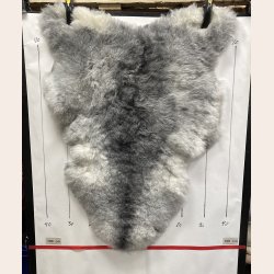 Islandsk klippet lammeskind gr� str M 2913