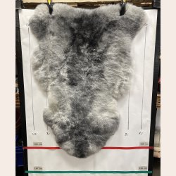 Islandsk klippet lammeskind gr� str M 2921