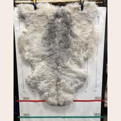 Islandsk klippet lammeskind gr� str M 2922