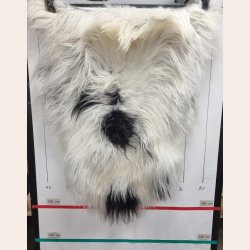 Islandsk lammeskind langh�ret plettet str M - 2211