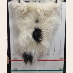 Islandsk lammeskind langh�ret plettet str M - 2217