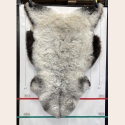 Islandsk klippet lammeskind naturligt gr� str L  3911