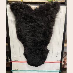 Islandsk klippet lammeskind plettet str L 3737