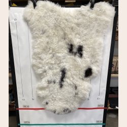Islandsk klippet lammeskind plettet str M 2723