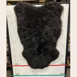 Islandsk klippet lammeskind plettet str M 2730