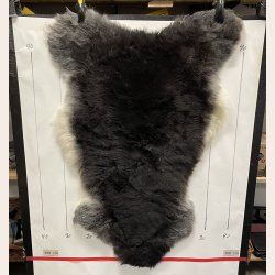 Islandsk klippet lammeskind plettet str M 2732