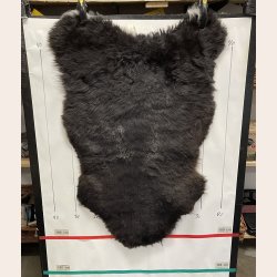 Islandsk klippet lammeskind plettet str M 2737