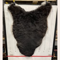 Islandsk klippet lammeskind plettet str M 2738