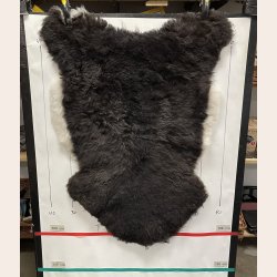 Islandsk klippet lammeskind plettet str M 2739