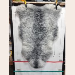 Islandsk klippet lammeskind naturligt gr str L  3920