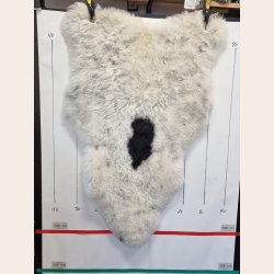 Islandsk klippet lammeskind plettet str M 2716