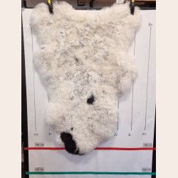 Islandsk klippet lammeskind plettet str M 2717