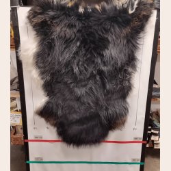 Islandsk lammeskind langhret plettet str M - 2215