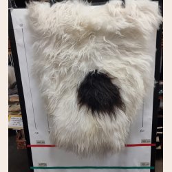 Kopi af Kopi af Islandsk lammeskind langhret plettet str M - 2219