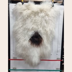 Islandsk lammeskind langhret plettet str M - 2222