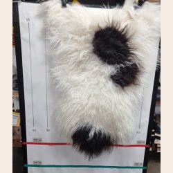 Islandsk lammeskind langhret plettet str M - 2223