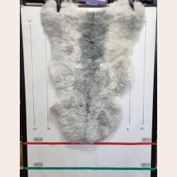 Islandsk klippet lammeskind gr� str M 2949