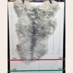 Islandsk klippet lammeskind gr� str M 2959