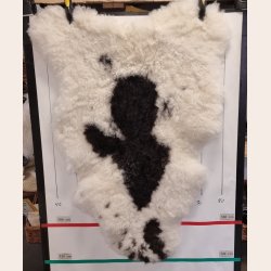 Islandsk klippet lammeskind plettet str XL 4710