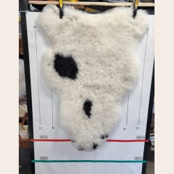 islandsk lammeskind korthret plettet str L - 3713