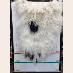 Islandsk lammeskind langh�ret plettet str L - 3212