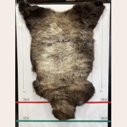 LAMMESKIND NATURLIGT - 6352